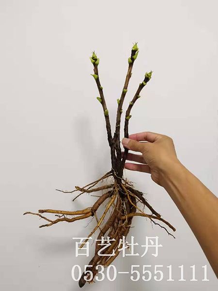 两年生观赏牡丹