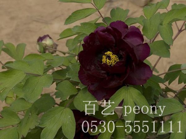 黑花魁牡丹