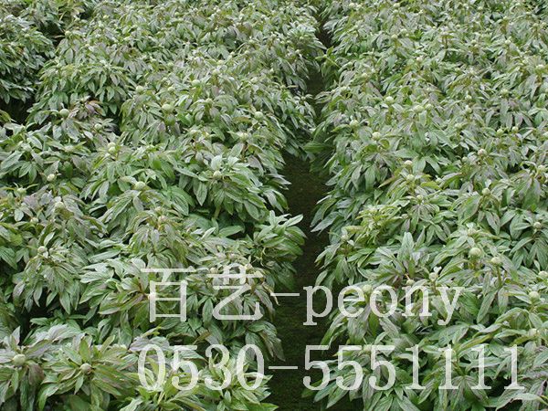 切花芍药9周生长过程7