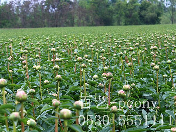 百艺公司切花基地