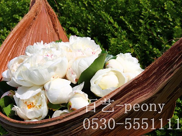 白色芍药切花展示