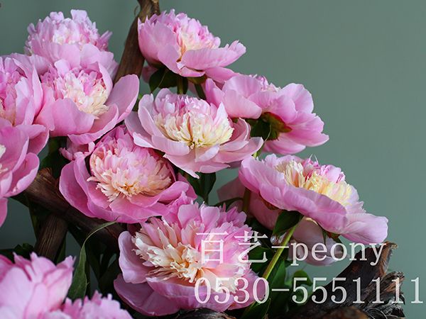 天使脸颊切花展示