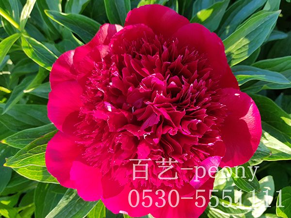 观赏芍药种植技术