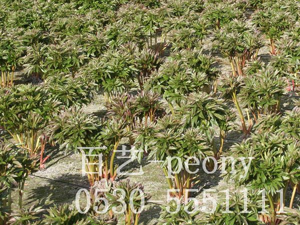 切花芍药9周生长过程5