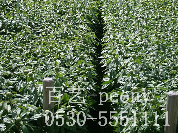 切花芍药9周生长过程8