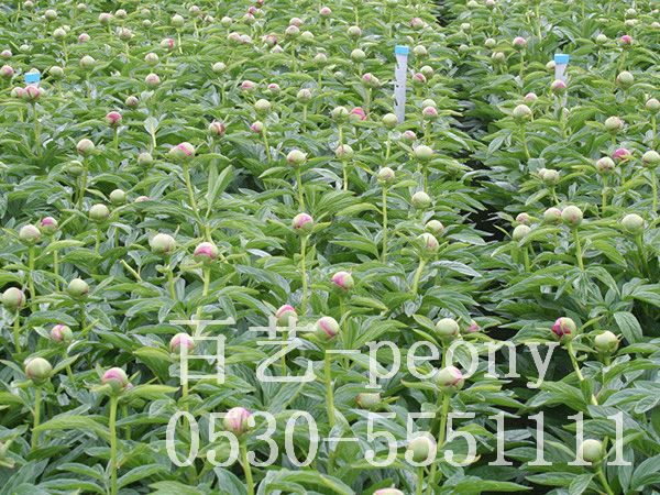 切花芍药9周生长过程9