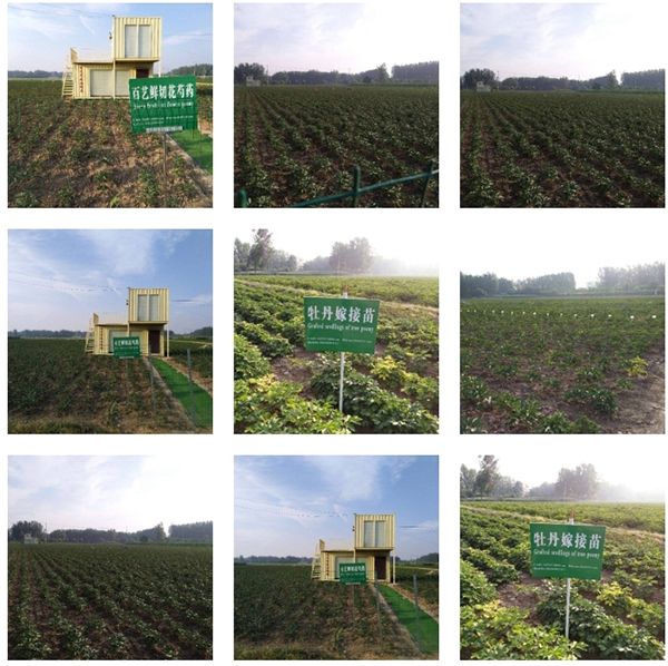 百艺公司切花基地