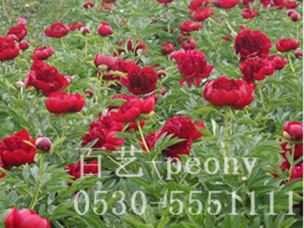 基地进口芍药红色魅力