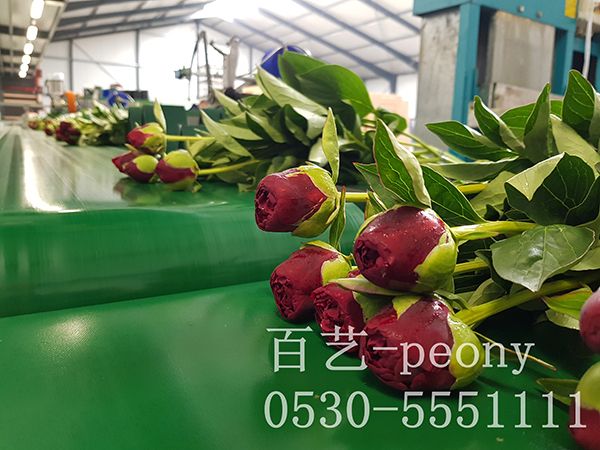 芍药鲜切花生产线