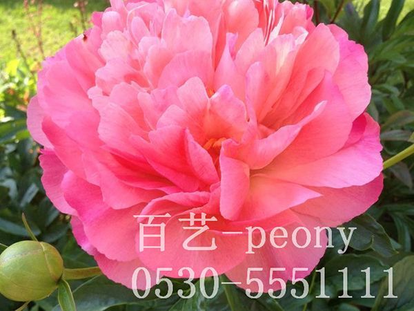 芍药种子的种植方法是怎么样的