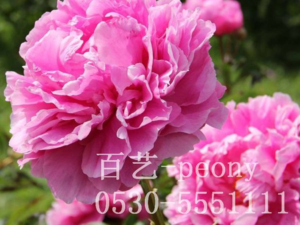 芍药的种植方法以及养护知识