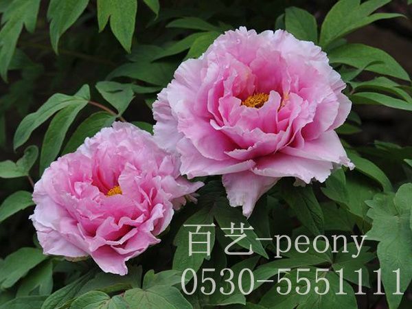 菏泽牡丹苗批发