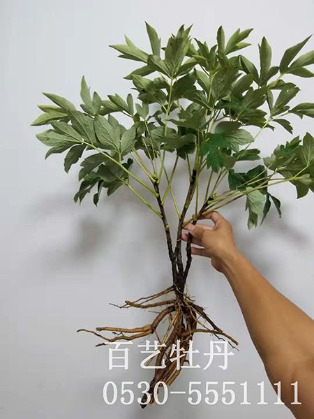 种植牡丹的方法和时间