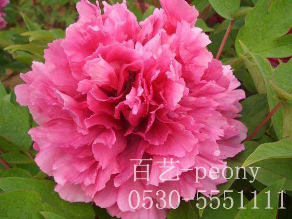 牡丹种子要如何进行快速发芽