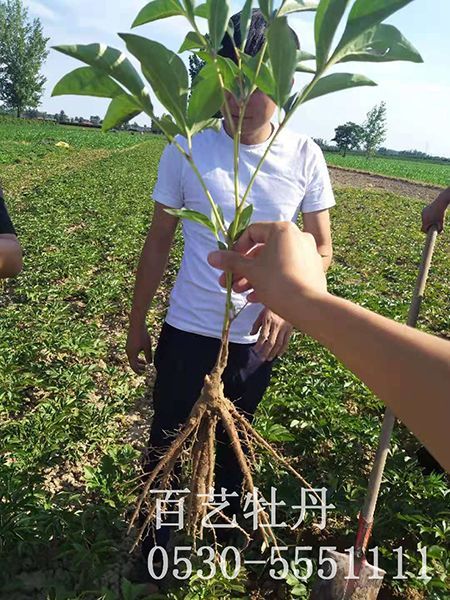 栽种后芍药苗要如何管理