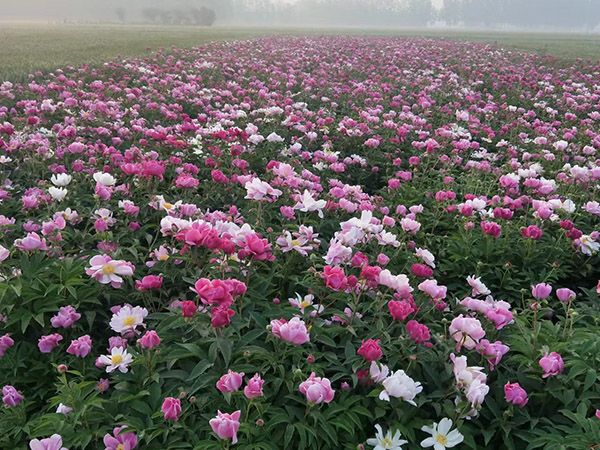 园林绿化中比较好的芍药复色品种